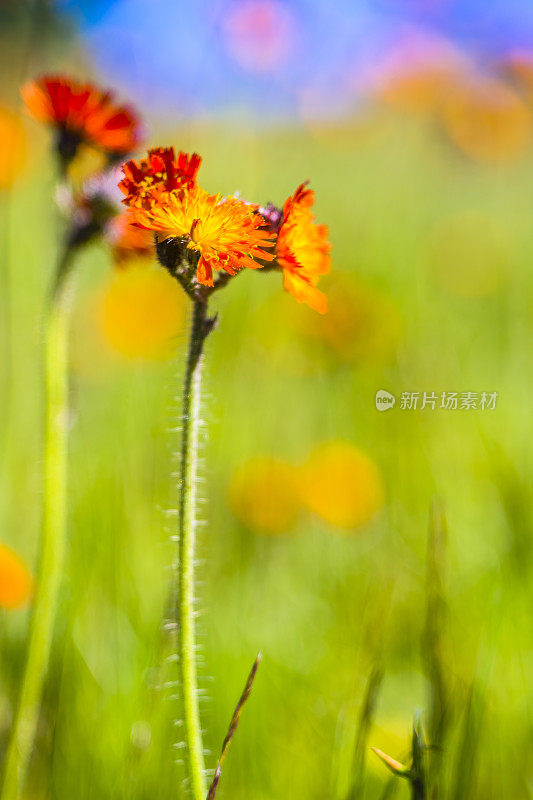 橙子- Pilosella aurantiaca